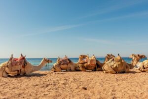 Découvrir Dakhla