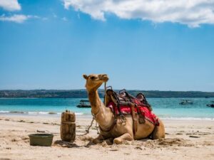 Histoire de Dakhla 