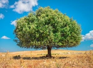 Les régions de production d'olives au Maroc