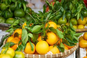 La Culture des Oranges au Maroc