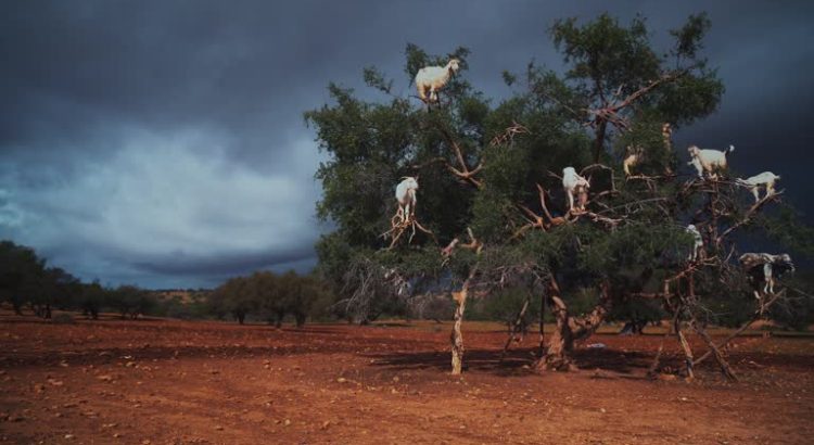 Agriculture au Maroc