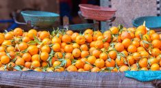 Clémentine au Maroc